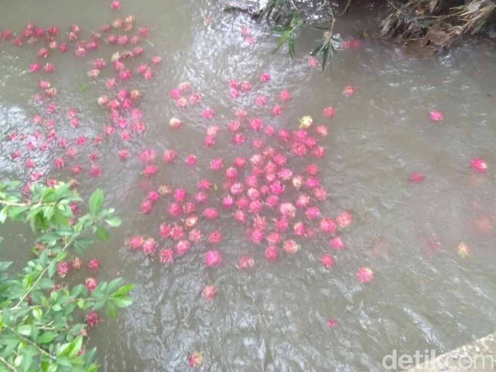 Terkuak, Buah Naga yang Dibuang di Banyuwangi Ternyata Reject